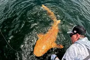 全球首度記錄！哥斯大黎加發現「橘色鯊魚」　罹2種基因疾病