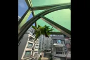 採光罩驚見「鹿角蕨」！　網驚呼太強了：天養的孩子特別綠