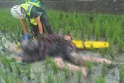 影/苗栗苑裡轎車、機車路口擦撞！女騎士慘噴摔稻田