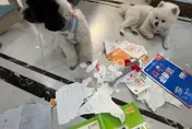 開學前夕暑假作業被2小狗撕爛！老師見災難現場傻眼了