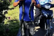 影/「眼鏡王蛇」當無毒蛇！掛脖、任鑽褲管...陸男拍片炫耀慘死