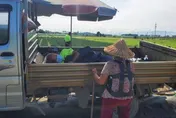 蔥價飆天價！82歲老農父子徹夜守田　賊徒竟帶望遠鏡徘徊