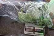 農藥殘留超標！台北抽驗蔬果3成不合格　8件來自雲林縣