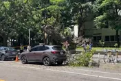 影/天降橫禍！台中迪卡儂8米枯樹突倒　休旅車被砸了