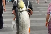 狂！陸男釣到160cm超級大魚　揹著「逛大街」引圍觀