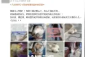 反轉！貴陽「挖眼虐貓」事件為AI編造　造謠者已遭行政處罰