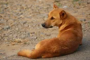 泰爆狂犬病疫情！「臨時疫區」實施30天移動禁令　全力防堵蔓延