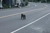 屏東鬧獼猴之亂！　籠具太小難捕捉成棘手問題