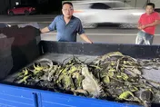 怕爆！屏東萬丹綠鬣蜥氾濫成災　「獵龍小組」一晚抓百隻