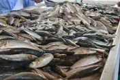天天吃魚竟傷腎！　健康男「毒物反應」竟超標6倍