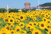 台北大佳河濱花海擴增4倍大　18萬株向日葵提前綻放