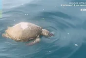 心痛！澎湖驚見海龜浮屍　龜甲破損疑遭船隻撞擊