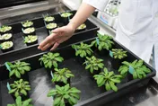 中研院首創「二碳」植物 　提升固碳率登「科學」期刊