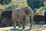 北市動物園「動物慰靈祭暨中元普度法會」　追思離去夥伴
