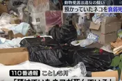 日女收養百隻貓卻養不起！住處「堆滿貓屍」觸目驚心