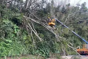 阿里山公路樹木倒塌阻斷　工務段衝現場搶修
