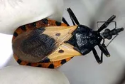 美32州現「接吻蟲」！CDC估28萬人染病　嚴重恐死亡
