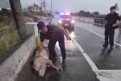 台61線驚傳大豬墜車　倒臥路肩慘死