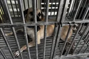 郵差送信遭家犬咬斷指　中華郵政：提供法律醫療協助