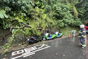 樺加沙豪雨襲北市　信義區路樹倒砸3機車