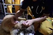 高市救援隊花蓮出任務聽「悲鳴」！成功救出身陷泥濘犬隻