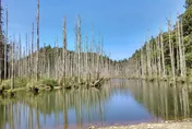 921地震後誕生3座堰塞湖　阿里山水漾森林成觀光景點