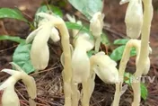 重慶驚現罕見「冥界之花」！通體潔白、一碰就枯　現蹤僅40天