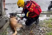 辛苦汪汪隊！搜救犬Dota瓦礫間穿梭　累癱狂喘洗腳
