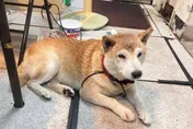 狗狗被雷陣雨嚇到逃竄走失　動保處示警飼主：恐開罰3千