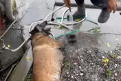 台南搜救犬Dota投入花蓮救災！清洗腳掌影片感動近70萬人