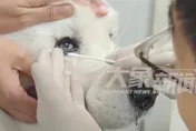 影/3000元給狗狗配戴隱形眼鏡？陸創新療法讓毛孩重拾光明