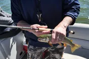 密西根湖驚見受詛咒「婚戒魚」　釣起後船上連環怪事不斷