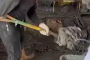 影/花蓮光復災區出現「獨臂超人」　熟練鏟土畫面感動全網