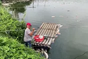 影/麥寮魚塭電線脫落害「吳郭魚翻肚」　漁民損失逾百萬