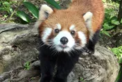 陸委會卡「小貓熊來台」？雙城論壇生變衝擊兩岸動物園合作