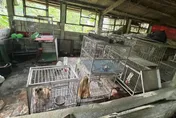 桃園大溪舊豬舍淪非法狗場　37隻品種毛孩獲救