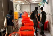 黑心豬腸案震驚全台！石崇良今宣布：重罰超過5千萬