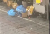 影/高雄鼠患問題嚴重！新堀江商圈老鼠陪逛街