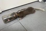野生鼬獾捕食「頭卡玻璃瓶」險窒息　獸醫急救治野放