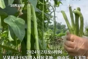 當開心農場？陸男多次「偷菜」遭判6個月、罰金4300