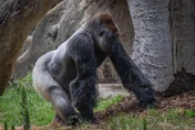 驚天一砸強化玻璃應聲碎裂！美動物園大猩猩突發狂　遊客嚇瘋