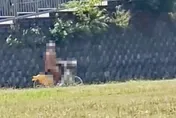 新北怪阿北全裸騎Ubike　涉公然猥褻警將傳辦