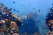 南灣「陰陽海」誰之過？傳涉光電板　墾管處：颱風豪雨影響