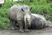 台北動物園白犀牛「犀慧」抽蓄亡！　園方：疑年老引發不適