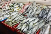 鮪魚、鯊魚含高量重金屬汞！醫警告：恐致大腦永久損傷