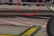 影/桃機託運邊境牧羊犬「越獄」　停機坪人狗大戰2小時收伏
