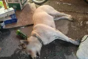 毒餌害命！台中石岡5狗慘死　毛孩拖命見主人最後一面