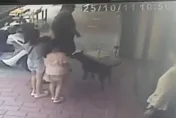 影/母帶3稚女逛三義木雕街　店家黑狗突衝出咬傷2孩
