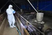 非洲豬瘟爆發時間巧？林士峰酸：「黨超前部署」讓我們有美豬吃！