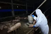 台灣豬瘟防疫史一次看！發生率曾高達8%「靠疫苗、邊境管制嚴守」